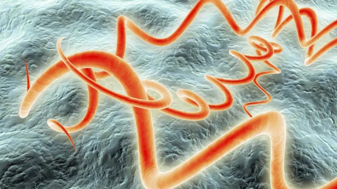 Arqueólogos hallan en la Sabana de Bogotá un esqueleto con una bacteria ancestral de la sífilis