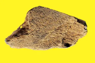 Investigadores confirman el uso de hueso de elefante como herramienta hace 480.000 años en Europa